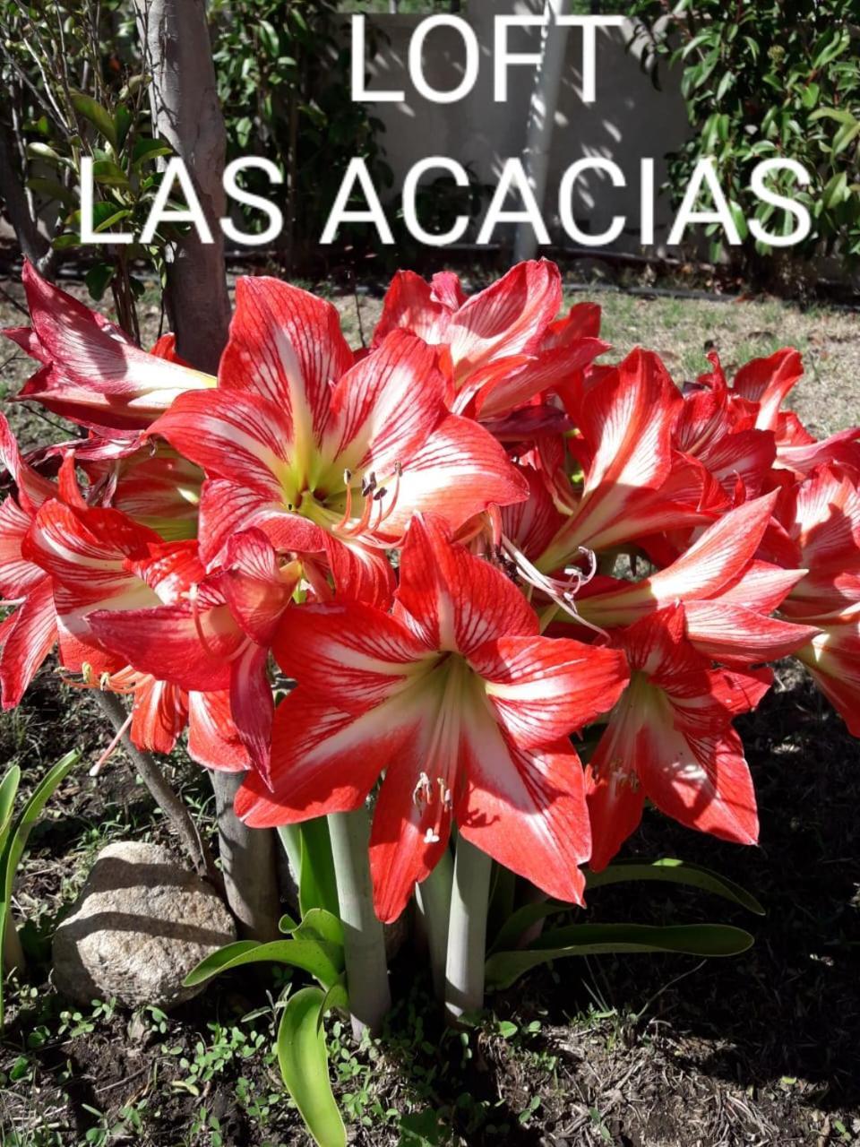 Loft Las Acacias بوتريرو دي لوس فونيس المظهر الخارجي الصورة